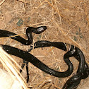 Large Whipsnake