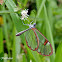 Clearwing butterfly