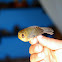 Yellow-bellied Seedeater
