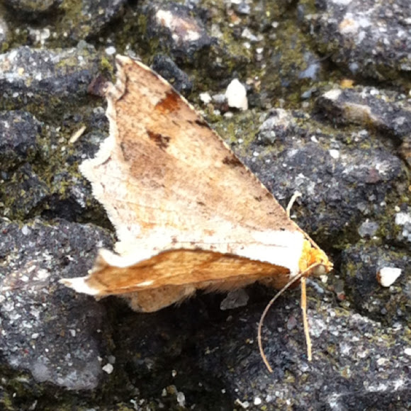 Spotting Image 1