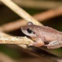 Bush Frog