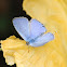 Forget-me-not (male)