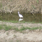 Little egret