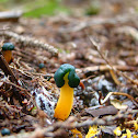 Green-Headed Jelly Baby
