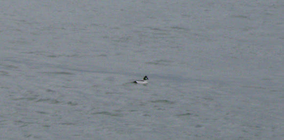 Spotting Image 1