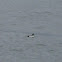 Common Goldeneye