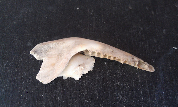 Virginia opossum jaw bone | Project Noah