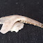 Virginia opossum jaw bone
