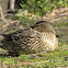 Mallard Duck