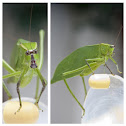 Common True Katydid