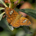 Tricolor Pied Flat