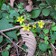 Evergreen Violet