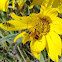 blister beetle on yellow flower