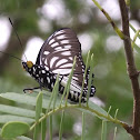 Common mime.