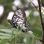 Common mime.