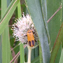 Goldenrod Soldier Beetle