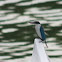 White-collared Kingfisher