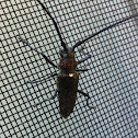 Longhorn beetle