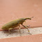 Weevil