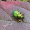 Cetonia aurata