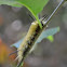 banded tussock moth caterpillar