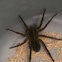 Dock spider