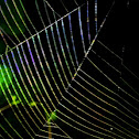 Spider Web