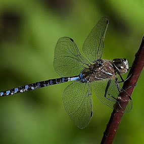 Male Variable Darner. by Shelley O'Connell - Wildlife Insects & Spiders