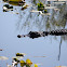 American Alligator