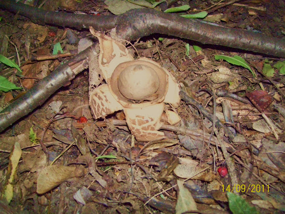 Spotting Image 1