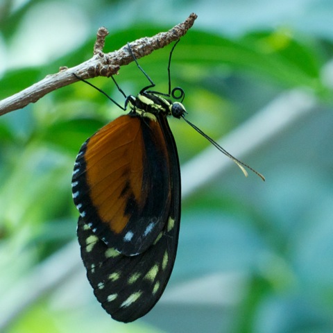 Hecale Longwing | Project Noah