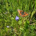 Small Tortiseshell