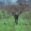 Blue Wildebeest