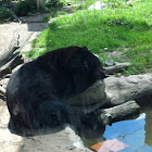 American black bear