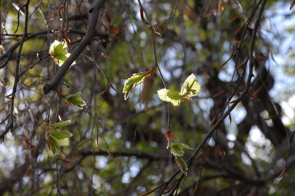 Spotting Image 1