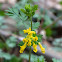 Yellow Fumewort