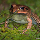 Great Barred Frog