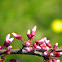 Eastern Redbud Tree