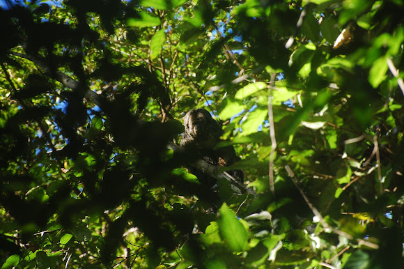 Spotting Image 1