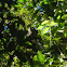 Monk Saki Monkey