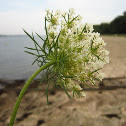Queen Anne's Lace