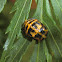 Common Spotted Ladybird pupa