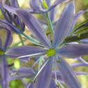 Camas Lily