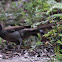 Superb Lyrebird (female)