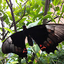 Black and orange butterfly