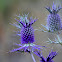 purple eryngo