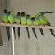 Black-hooded Parakeet