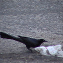 Great-tailed Grackle