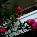 oleander