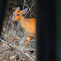 Barking Dear
